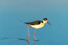 USA, New Mexico. Black-necked stilt in water. Art Print